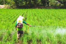 Hama Putih Palsu Muncul di Sawah Indralaya, Petani Waspada