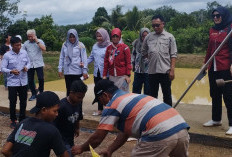 Pokdakan di OKU Timur Terus Berhasil Panen Ikan Patin Berkat Pembinaan Diskannak