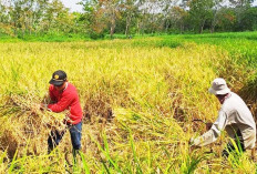 Bantu Bibit Gratis untuk Petani, Padi dan Jagung Masing-Masing Dijatah 2 Juta Hektare