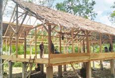 Desa Sukarami Bangun Kandang Ayam Broiler Rp180 Juta