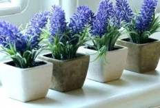 Bukan Sekadar Aroma Loh, Ternyata Cukup Banyak Kekayaan Kandungan Lavender untuk Kesehatan!