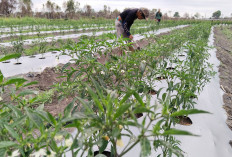  Gulma Bikin Tanaman Kerdil, Harus Rutin Dibersihkan