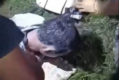 Pria Pencari Ikan di Tugumulyo Tewas Kesetrum, Warga Geger