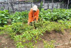 Jaga Ketahanan Energi, Dukung Ketahanan pangan 