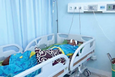 Warga Diminta Waspada, BKSDA Pastikan Laporan Kemunculan Beruang