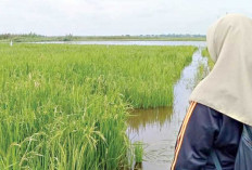  Perubahan Iklim Picu Serangan Keong Mas 