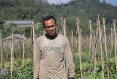 Mengenal Desa BRILiaN Sumowono: Sentra Sayuran yang Tumbuh Lewat Inovasi dan Kolaborasi