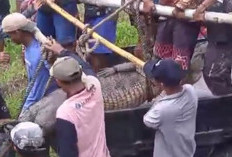 Buaya Muara 4,5 Meter yang Resahkan Warga Banyuasin Berhasil Ditangkap, Kemudian Dilepas ke Muara Sungai