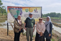 Inovasi Padi Rawa dari Unsri, Solusi Dual Toleran untuk Ketahanan Pangan Nasional