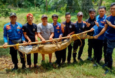 Buaya ‘Mager’ Menyambangi Kolam Ikan Warga di Musi Rawas