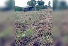 Tumpukan Kumpai di Sungai Air Itam Pedamaran Masih Belum Dibersihkan, Warga akan Gelar Demo