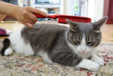 Pecinta Kucing Wajib Tahu, Ini 8 Cara untuk  Menghilangkan Kutu Kucing Secara Alami yang Dapat Kalian Lakukan 