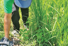 Petani Indralaya Gencar Kendalikan Hama Tikus, Ancaman Serius Bagi Tanaman Padi