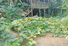 Manfaat Labu Kuning: Dari Olahan Dapur hingga Kaya Nutrisi untuk Kesehatan