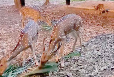 Rusa Tutul dan Kuda Sumba Lahir, Tambah Koleksi di Taman Edukasi OKU Timur