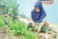 Petik Sayur di Halaman, Cara Warga Dukung Swasembada