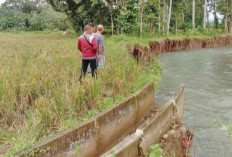 Dam Irigasi Abrasi, Pengaliran Sawah Terganggu