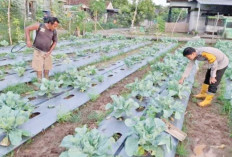  Dorong Pemanfaatan Pekarangan Lebih Produktif, Polres OKU Tanami Lahan Dengan Sayuran
