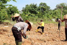 Polisi-Petani Kolaborasi Tanam Jagung