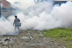  Ingat, Nyamuk Aedes Aegypti Aktif Pagi Dan Sore Hari!