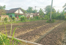Lahan Sempit Jadi Ladang Rezeki
