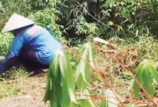 Olah Ubi Kayu Jadi Kemplang, Hasil Pemanfaatan Halaman Rumah