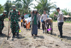 Budidaya Tanaman Jagung Manfaatkan Lahan Ponpes 
