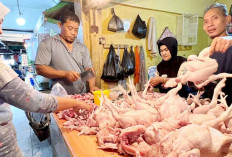 Harga Daging Ayam-Telur Tak Terbendung, Permintaan Meningkat Jelang Puasa
