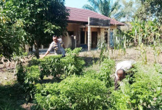 Pelihara Ikan Patin, Tanam Sayur di Pekarangan