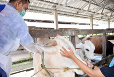 Cek Identitas Hewan Kurban di Aplikasi Identik PKH, Perhatikan 4 Hal Wajib saat Membeli