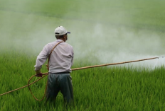 Inilah 5 Perekat Pestisida Terbaik, Petani Wajib Tahu Lho