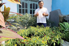Tingkatkan Kemandirian Pangan, Jaga Stabilitas Kebutuhan Pokok, Warga Bandar Agung Manfaatkan Pekarangan