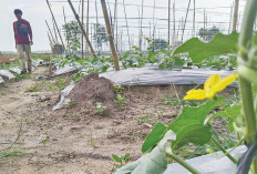 Penyerbukan Alami Dibantu Serangga, Tanaman Melon Mulai Berbunga