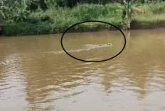 Sapi Kurban Lompat ke Sungai di OKI, Dua Jam Evakuasi Hebohkan Warga