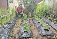 Pegawai PKH Lahat Sulap Halaman Belakang Jadi Kebun Sayur Produktif