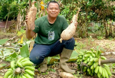 Pekarangan Jadi Lumbung! Warga Empat Lawang Panen Singkong Jumbo