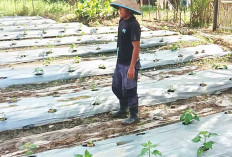 Tanam Sedikit, Hasil Luar Biasa