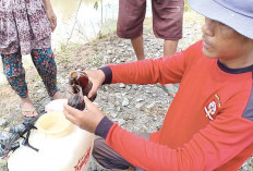 Gunakan Bio-fungisida, Cegah Hawar Daun