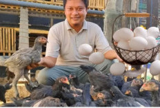 Silakan Konsumsi Telur Kampung. Berikut ini 7 Manfaat bagi Kesehatan
