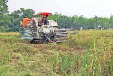 Petani Tetap bisa Panen, Meski Ada Hama dan Tikus  