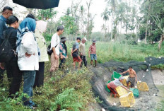 Ajak Masyarakat Budidaya Ikan, Manfaatkan Lahan Pekarangan