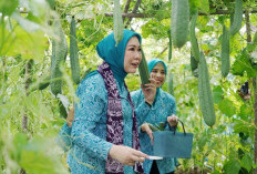 Jadikan Kebun Wisata Bernilai Ekonomis, Halaman TP PKK OKI Penuh dengan Tanaman Sayuran