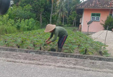   Mudah Perawatan, Permintaan Pasar Stabil, Tanam Terong di Manfaatkan Lahan Samping Rumah