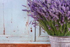 Tidur Nyenyak dan Ruangan Aromatik: Tips Sukses Merawat Tanaman Lavender di Dalam Rumah, Cobaan Yuk!