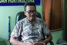 Potensi dan Tantangan Budidaya Ubi, Jagung, dan Talas, Mampukah Menjadi Primadona Pangan Lokal Indonesia?