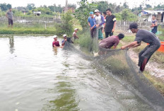 Sulap Rawa Terbengkalai Jadi Kolam Patin