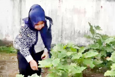  Panen Terong Ungu, Jaga Kebersihan Kantor