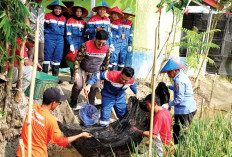 Mina Padi Optimalisasi Lahan Pertanian-Perikanan