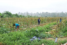 Terus Berinovasi, Dorong Ketahanan Pangan Lewat Budidaya Melon, Desa Wonorejo 