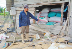 2  Gajah Tunggal Masuk ke Permukiman, Rusak Pondok Gabah